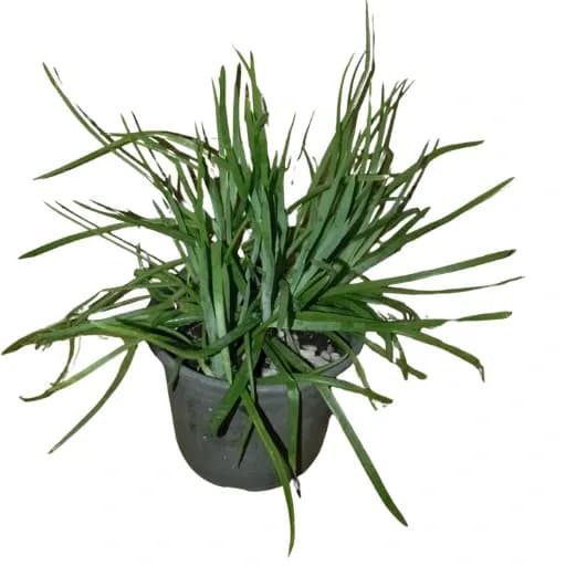 Lirio